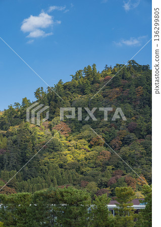 從日本島根縣出雲市大社町的出雲大社神社眺望彌山 136299805