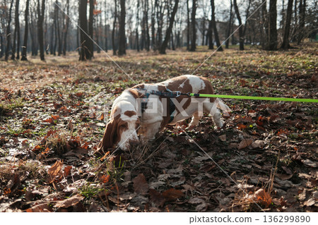 Basset hound dog walking on a leash in an autumn park, sniffing fallen leaves among trees, capturing slow pace, curiosity, and peaceful outdoor pet lifestyle Basset hound dog walking on a leash in an autumn park, sniffing fallen leaves among trees, capturing slow pace, curiosity, and peaceful outdoor pet lifestyle 136299890