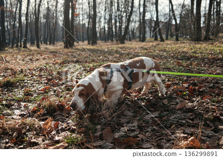 Basset hound dog walking on a leash in an autumn park, sniffing fallen leaves among trees, capturing slow pace, curiosity, and peaceful outdoor pet lifestyle Basset hound dog walking on a leash in an autumn park, sniffing fallen leaves among trees, capturing slow pace, curiosity, and peaceful outdoor pet lifestyle 136299891