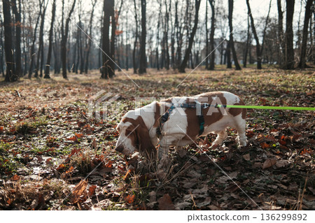 Basset hound dog walking on a leash in an autumn park, sniffing fallen leaves among trees, capturing slow pace, curiosity, and peaceful outdoor pet lifestyle 136299892