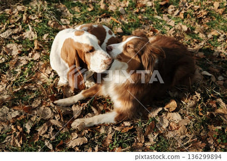 Basset hound and Australian shepherd resting together on fallen autumn leaves in a park, showing friendship, calm interaction, and warm companionship between dogs 136299894