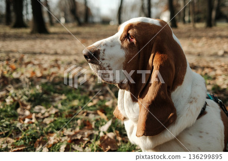 Close up portrait of a basset hound sitting outdoors in a park, surrounded by dry autumn leaves, showing calm character, long ears, and thoughtful expression Close up portrait of a basset hound sitting outdoors in a park, surrounded by dry autumn leaves, showing calm character, long ears, and thoughtful expression 136299895