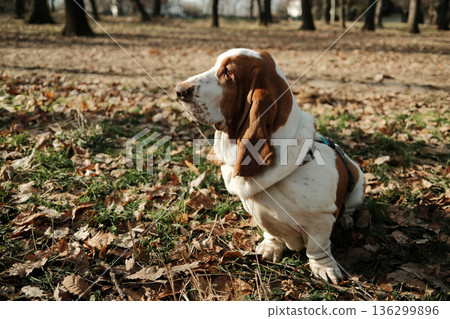 Basset hound dog sitting on grass covered with dry autumn leaves in a park, looking aside with a calm and thoughtful expression during an outdoor walk Basset hound dog sitting on grass covered with dry autumn leaves in a park, looking aside with a calm and thoughtful expression during an outdoor walk 136299896