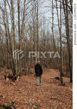 Man walking German and Australian Shepherd along a forest trail covered with autumn leaves in Tara National Park, Serbia. Rear view. Hiking with pets concept Man walking German and Australian Shepherd along a forest trail covered with autumn leaves in Tara National Park, Serbia. Rear view. Hiking with pets concept 136299914