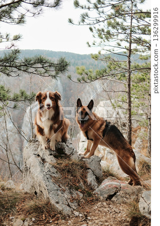German and Australian Shepherd standing on rocky terrain among pine trees at a high mountain viewpoint in Tara National Park, Serbia. Hiking with pets concept 136299916