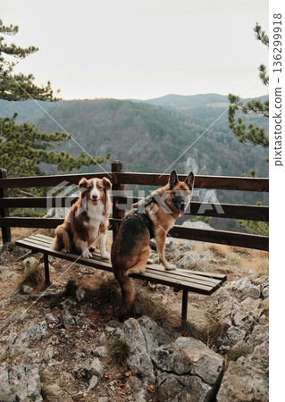 German and Australian Shepherd resting on a wooden bench at a mountain viewpoint above a deep river canyon in Tara National Park, Serbia. Hiking with pets concept 136299918