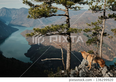German Shepherd standing on rocky viewpoint with pine trees above Drina River and Perucac Lake in Tara National Park, Serbia. Dramatic mountain wilderness scene German Shepherd standing on rocky viewpoint with pine trees above Drina River and Perucac Lake in Tara National Park, Serbia. Dramatic mountain wilderness scene 136299920