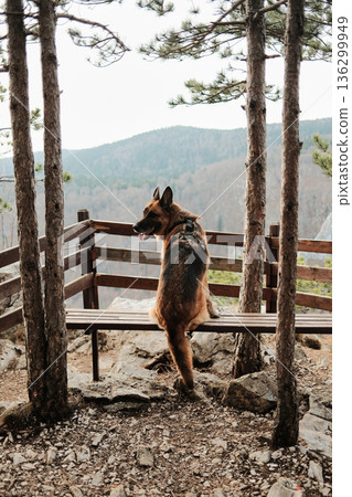 German shepherd sitting on wooden bench at Banjska Stena viewpoint in Tara National Park, Serbia. Calm dog overlooking mountain forest scenery. German shepherd sitting on wooden bench at Banjska Stena viewpoint in Tara National Park, Serbia. Calm dog overlooking mountain forest scenery. 136299949