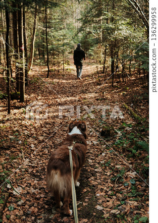 Australian Shepherd on forest trail looking at person walking ahead in Tara National Park, Serbia. Hiking with dog and outdoor lifestyle theme 136299958