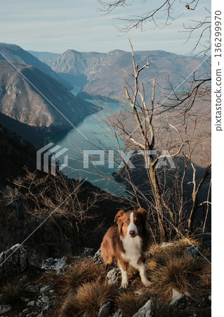 Australian Shepherd sitting on rocky viewpoint above Drina River canyon in Tara National Park, Serbia. Calm pet portrait with dramatic mountain scenery 136299970