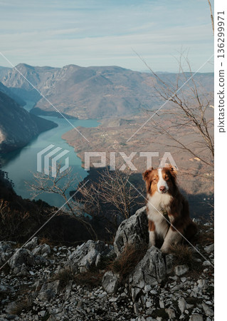 Australian Shepherd sitting on rocky viewpoint above Drina River canyon in Tara National Park, Serbia. Calm pet portrait with dramatic mountain scenery Australian Shepherd sitting on rocky viewpoint above Drina River canyon in Tara National Park, Serbia. Calm pet portrait with dramatic mountain scenery 136299971