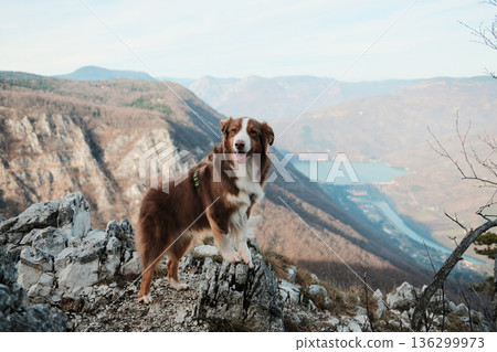 Australian Shepherd standing on rocky cliff with view of Drina River and Perucac Lake in Tara National Park, Serbia. Wild mountain landscape and adventure mood 136299973