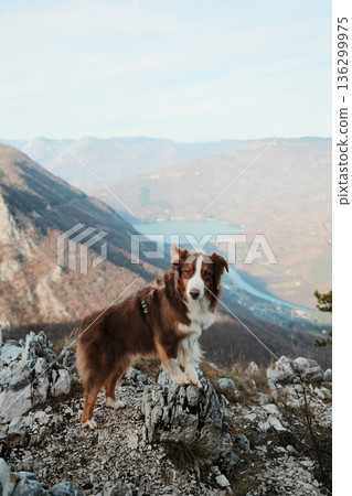 Australian Shepherd standing on rocky cliff with view of Drina River and Perucac Lake in Tara National Park, Serbia. Wild mountain landscape and adventure mood Australian Shepherd standing on rocky cliff with view of Drina River and Perucac Lake in Tara National Park, Serbia. Wild mountain landscape and adventure mood 136299975