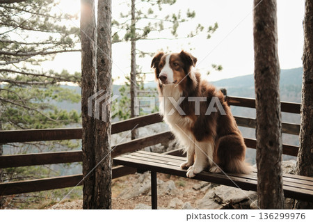 Australian shepherd sitting on a wooden bench at a forest lookout in Tara National Park, Serbia. Peaceful pet scene with trees and distant mountains Australian shepherd sitting on a wooden bench at a forest lookout in Tara National Park, Serbia. Peaceful pet scene with trees and distant mountains 136299976