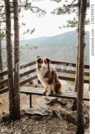 Australian shepherd sitting on a wooden bench at a forest lookout in Tara National Park, Serbia. Peaceful pet scene with trees and distant mountains 136299978