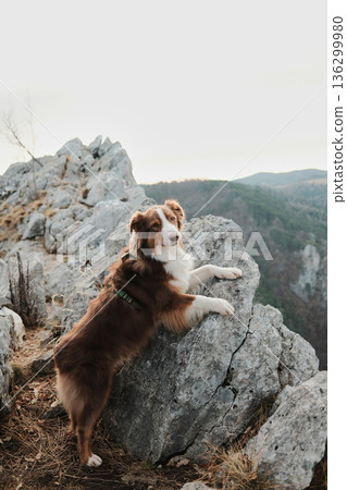Australian shepherd climbing rocky terrain near a mountain viewpoint in Tara National Park, Serbia. Active dog in wild nature with cliffs and forest background Australian shepherd climbing rocky terrain near a mountain viewpoint in Tara National Park, Serbia. Active dog in wild nature with cliffs and forest background 136299980