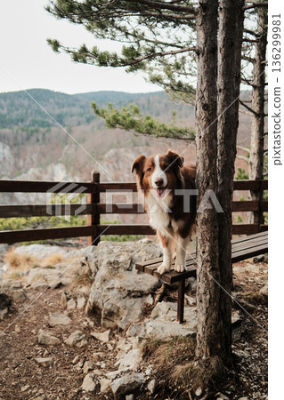 Australian shepherd standing on a wooden bench at a forest viewpoint in Tara National Park, Serbia. Calm dog portrait with mountain landscape and natural light 136299981