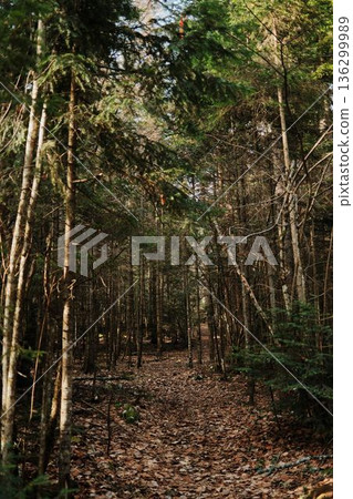 Narrow forest path covered with dry leaves among dense conifer trees in Tara National Park, Serbia. Quiet woodland scene with natural light and deep perspective 136299989