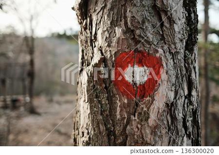 Red and white hiking trail mark painted on tree bark in Tara National Park Serbia. Direction sign guiding walkers through forest routes Red and white hiking trail mark painted on tree bark in Tara National Park Serbia. Direction sign guiding walkers through forest routes 136300020