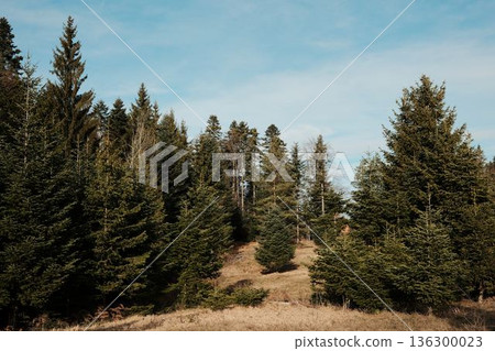 Forest meadow bordered by evergreen trees in Tara National Park Serbia. Open grassy space meeting woodland in calm mountain environment 136300023