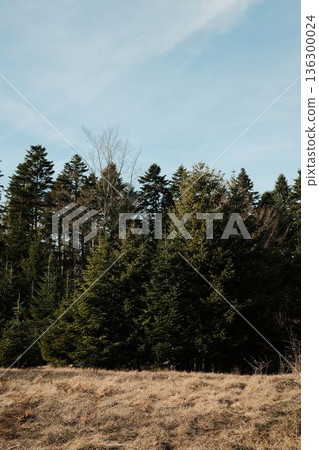 Forest meadow bordered by evergreen trees in Tara National Park Serbia. Open grassy space meeting woodland in calm mountain environment 136300024