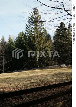 Tall spruce tree near forest clearing in Tara National Park Serbia. Open mountain landscape expressing scale and stability of natural woodland 136300025