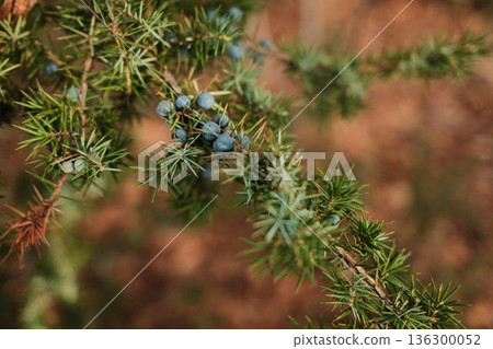 Juniper branch with blue berries in Tara National Park Serbia. Close natural detail symbolizing wild forest life, seasonal growth, and mountain biodiversity Juniper branch with blue berries in Tara National Park Serbia. Close natural detail symbolizing wild forest life, seasonal growth, and mountain biodiversity 136300052
