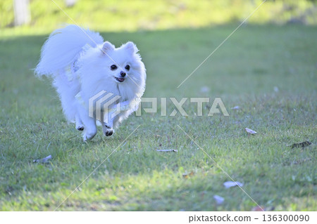 Pomeranian playing with a dog run Pomeranian playing with a dog run 136300090