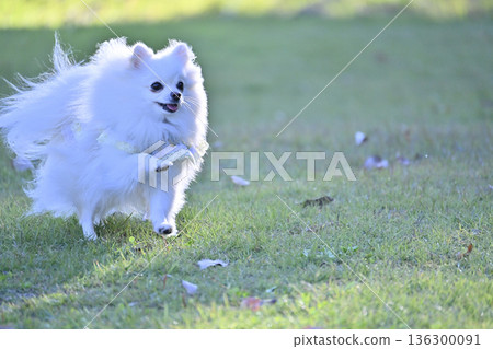 Pomeranian playing with a dog run Pomeranian playing with a dog run 136300091