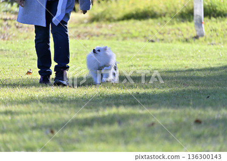 A woman and a Pomeranian playing in a dog run 136300143