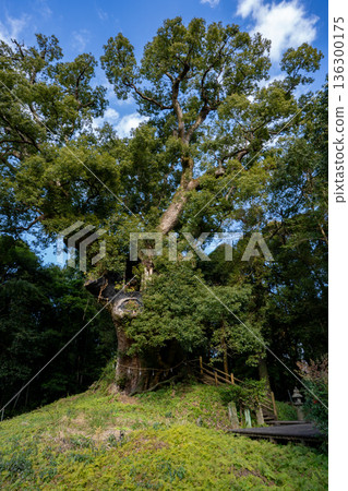 塚崎（和服之月町）的樟樹景色 136300175