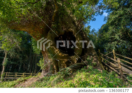 塚崎（和服之月町）的樟樹景色 136300177