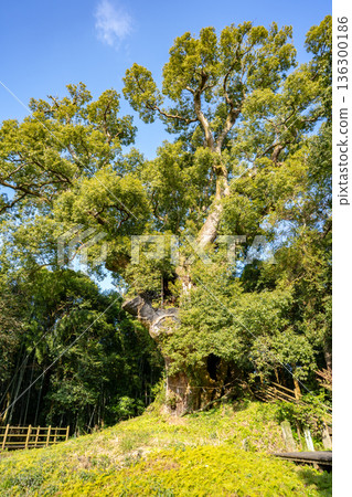 塚崎(和服之月町)的樟樹景色 塚崎(和服之月町)的樟樹景色 136300186