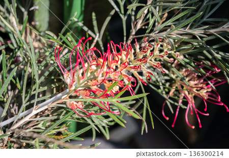 Pink Grevillea flowers blooming in the garden. Grevillea are evergreen shrubs or trees with needle-shaped foliage and bright, exotic looking flowers held at the end of their branches. Pink Grevillea flowers blooming in the garden. Grevillea are evergreen shrubs or trees with needle-shaped foliage and bright, exotic looking flowers held at the end of their branches. 136300214
