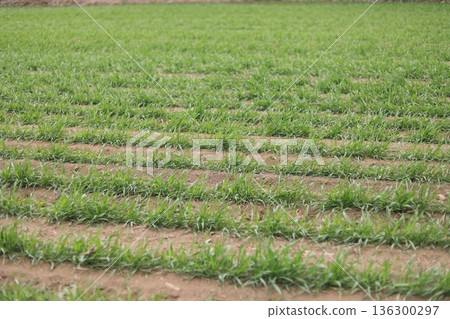 Newly sprouted wheat field Newly sprouted wheat field 136300297