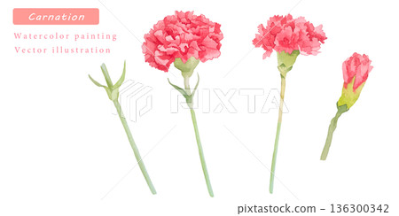 Hand-drawn vector illustration set of red carnations Hand-drawn vector illustration set of red carnations 136300342