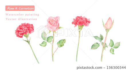 Watercolor carnation vector illustration Watercolor carnation vector illustration 136300344