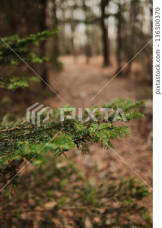 Pine branch in focus along forest path in Tara National Park Serbia. Soft blurred background creates peaceful mood of nature walk, calm travel, and outdoor exploration 136300370