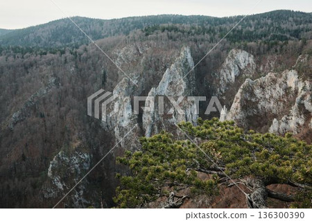 Mountain landscape in Tara National Park Serbia with pine branches framing forested rocky hills under cloudy sky. Calm wilderness scene symbolizing nature protection outdoor travel and harmony 136300390
