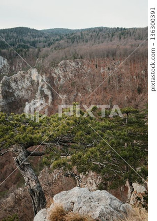 Mountain landscape in Tara National Park Serbia with pine branches framing forested rocky hills under cloudy sky. Calm wilderness scene symbolizing nature protection outdoor travel and harmony 136300391