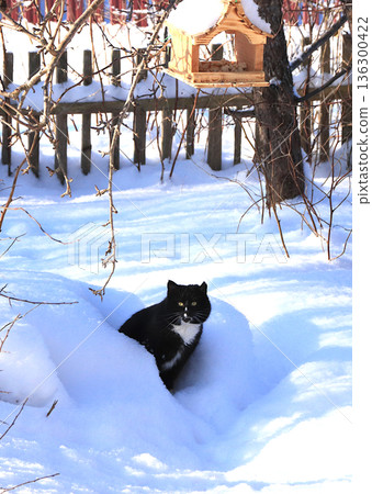 Fluffy, plump cat sits in a snowdrift under a bird feeder, trying to steal some lard. Severe winter frosts don't faze Siberian cats, who are not afraid of the cold. The concept of compassion Fluffy, plump cat sits in a snowdrift under a bird feeder, trying to steal some lard. Severe winter frosts don't faze Siberian cats, who are not afraid of the cold. The concept of compassion 136300422