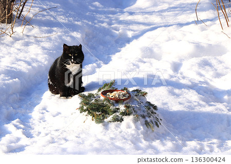 Fluffy, plump cat sits in a snowdrift next to a bird feeder, trying to steal some lard. Severe winter frosts don't faze Siberian cats, who are not afraid of the cold. The concept of compassion Fluffy, plump cat sits in a snowdrift next to a bird feeder, trying to steal some lard. Severe winter frosts don't faze Siberian cats, who are not afraid of the cold. The concept of compassion 136300424