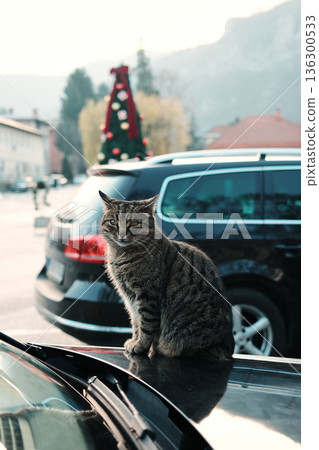Tabby cat sits calmly on a parked car in a quiet street of Visegrad, Bosnia and Herzegovina. Urban background and soft light create a relaxed everyday city scene Tabby cat sits calmly on a parked car in a quiet street of Visegrad, Bosnia and Herzegovina. Urban background and soft light create a relaxed everyday city scene 136300533