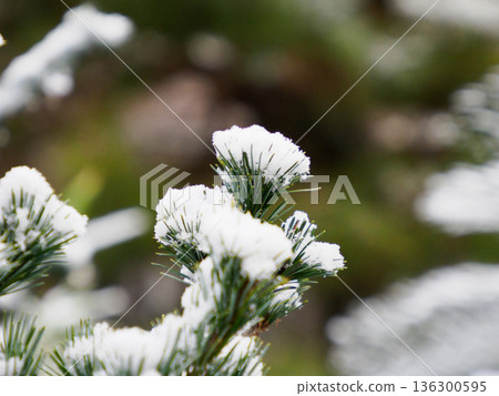 Quiet Snow Resting on Pine Needles 136300595