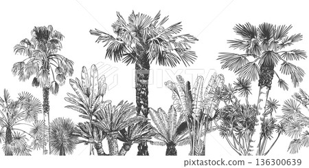 Palm tree seamless border vintage. Hand drawn foliage for tropical wallpaper, jungle banner frame and resort travel, rainforest poster. Exotic engravings for island landscaping vector clipart 136300639