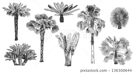 Hand drawn palm tree. Tropical plants, botanical fronds vintage engraving rainforest landscape clipart for summer tourism or jungle pattern. Palm trees detailed exotic sketch vector isolated set 136300644