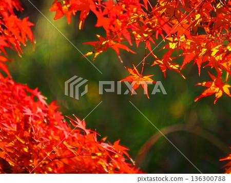 名古屋小高綠園的秋景:楓葉 名古屋小高綠園的秋景:楓葉 136300788