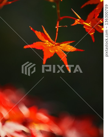 名古屋小高綠園的秋景:楓葉 名古屋小高綠園的秋景:楓葉 136300789