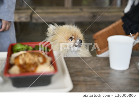 在波美拉尼亞咖啡館的露臺上享用午餐 在波美拉尼亞咖啡館的露臺上享用午餐 136300800