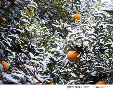 Rare Snowfall on Mandarin Oranges in a Warm Climate Rare Snowfall on Mandarin Oranges in a Warm Climate 136300866
